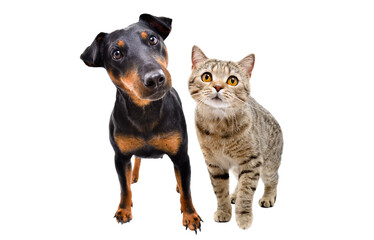 Curious dog of breed Jagdterrier and cat Scottish Straight standing together isolated on white background