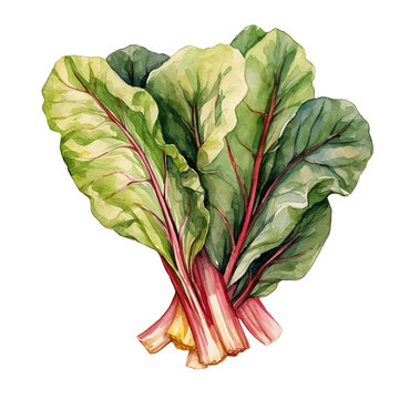 Illustration of swiss chard , isolated on transparent background