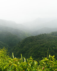 Panoramic view of Black River Gorges National Park, Gorges Viewpoint in Mauritius. Landscape where you can see many green and leafy slopes in the fog