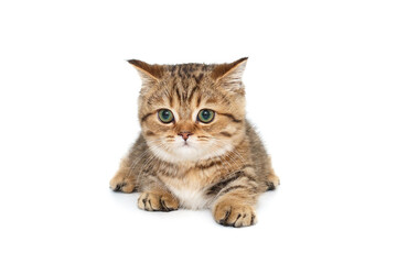Scottish striped kitten with green eyes