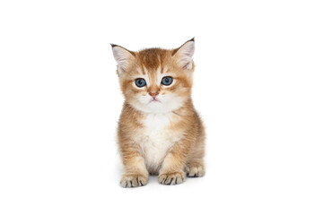 Fototapeta premium Scottish ginger kitten with blue eyes