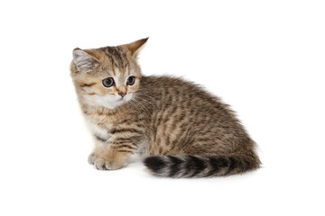 Scottish striped kitten side view