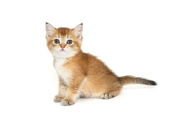 Scottish ginger kitten with blue eyes