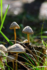 Beautiful forest background sunny day with mushrooms.