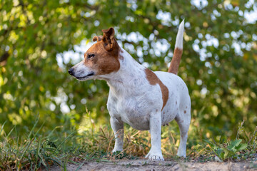 Jack Russell Terrier on the grass.
