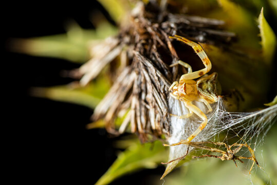 Thomisus onustus known as crab spider with cobweb on thorn twig