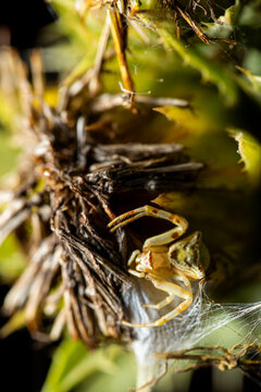 Thomisus onustus known as crab spider with cobweb on thorn twig