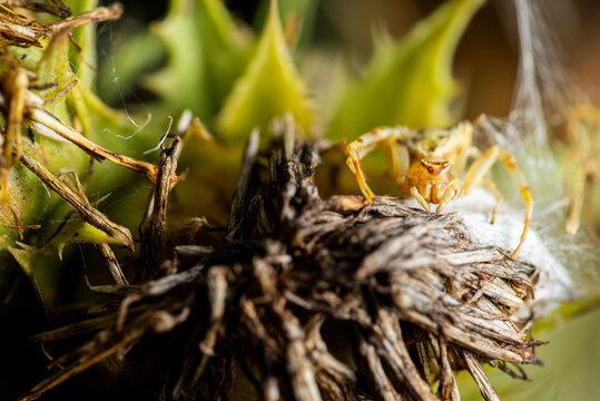 Thomisus onustus known as crab spider with cobweb on thorn twig