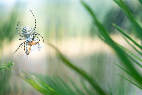 Close up of argiope lobata spider with cobweb in nature