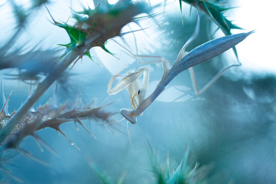 Empusa pennata mantis in green plant in nature