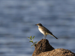 Grey wagtail (Motacilla cinerea). 