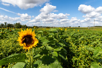 A sun flower field in West Yorkshire, England, United Kingdom