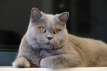 a gray cat with yellow eyes lies on a shelf