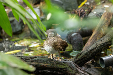 Female Mandarin Duck (Aix galericulata) in Phoenix Park, Dublin, Ireland