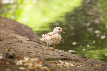 Albino Mandarin Duck (Aix galericulata) in Phoenix Park, Dublin, Ireland