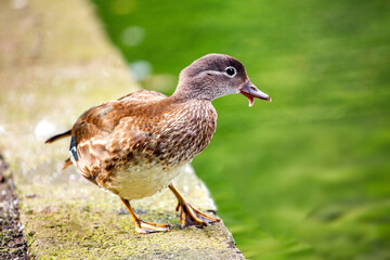 Female Mandarin Duck (Aix galericulata) in Phoenix Park, Dublin, Ireland