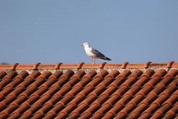 A sea gull sits on the roof of a house