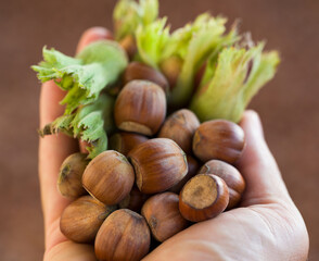 The famous Turkish hazelnuts.  Hazelnut harvest time near plan man holding organic raw nuts. 