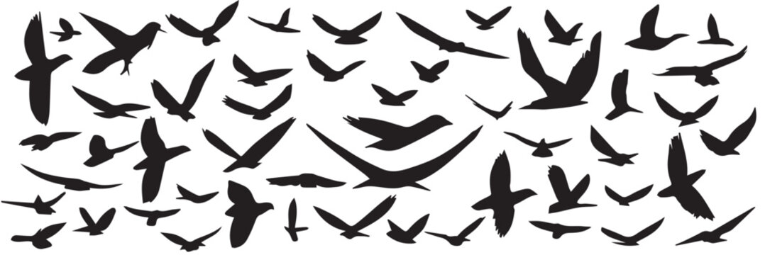 Large collection of hand drawn flying birds silhouette. Set of silhouette of flying birds. Vector illustraiton.