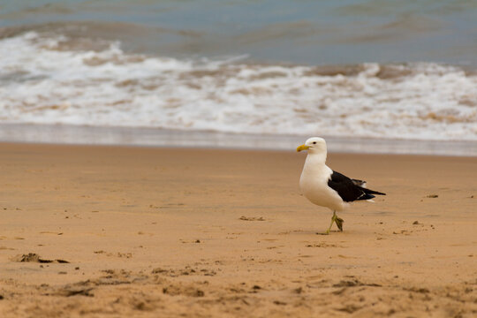 Gaivotas na praia. Rio das Ostras, Brasil.