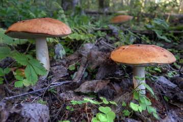Boletus mushrooms grow in the forest. Focus on the foreground. Defocused background.