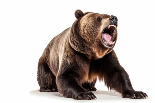 Angry Bear growls on a white background.