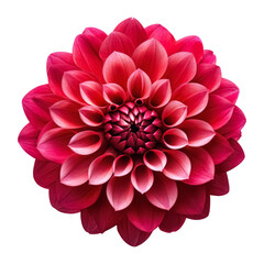 Beautiful single Dahlia flower isolated on white background.