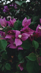 Purple bougainvillea flowers on a sunny day