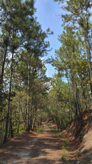 Forest full of pines