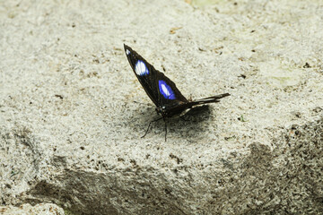 Fototapeta na wymiar A very beautiful and attractive butterfly posed on a stone heated by the sun, an active butterfly named Hypolimnas bolina butterfly.