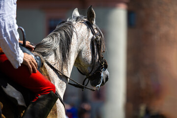 Close-up of a horse rider's red trousers during a historic horse dressage demonstration. Photo...