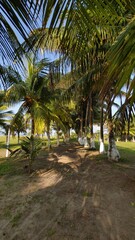 Landscape full of palm trees on the beach