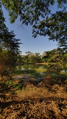 Lagoon that meets in the middle of the forest