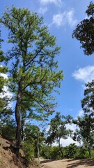 Path to the forest with many pine trees
