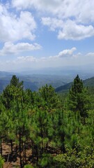 Forest full of pine and green vegetation