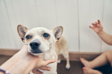 A cross between a small chihuahua dog looking towards the window in search of or waiting for its owner. A woman's hand holds a dog's muzzle. Indoor pets. High quality photo