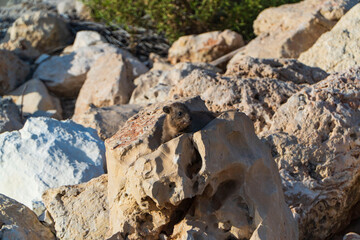Procavia capensis. Cape hyrax runs along the rocks, eats vegetables. close-up