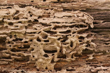 Tree Trunk Eaten By Insects