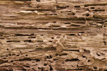 Tree Trunk Eaten By Insects