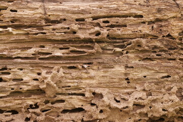 Tree Trunk Eaten By Insects