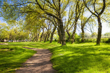 Green city park with leaning trees - 649007761