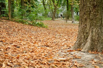Landscape with trees and with yellow leaves on the ground