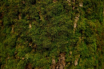 Beautiful moss on a close-up of a chestnut tree