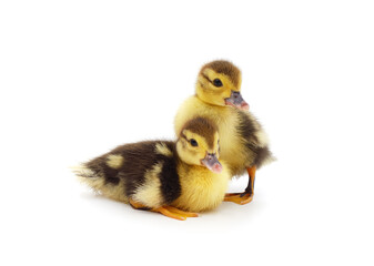 Two yellow ducklings.