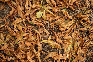 Yellow autumn leaves lie on the ground