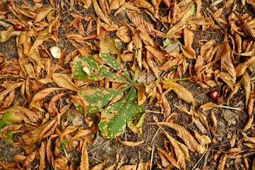 Yellow autumn leaves lie on the ground