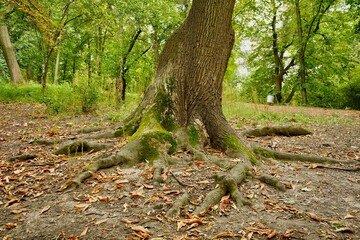 Chestnut with green moss on the side