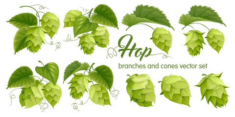 Hop plants, cones and leaves, hops branches set. Cartoon realistic and detailed drawings. Natural malt ingredients for brewery or cosmetics production. Isolated vector illustration