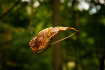 Close-up of the last yellow chestnut leaf in autumn