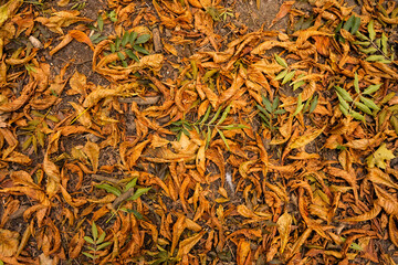 Yellow autumn leaves lie on the ground